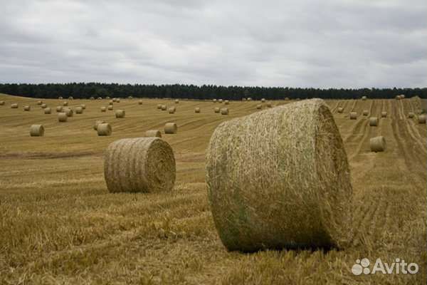 Сено в рулонах