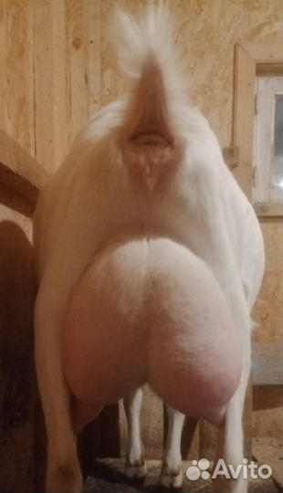Зааненские козы дойные