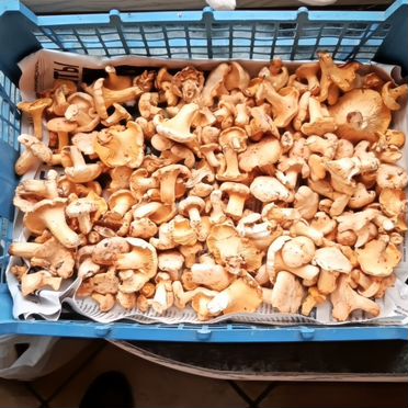 Сушеные грибы лисички