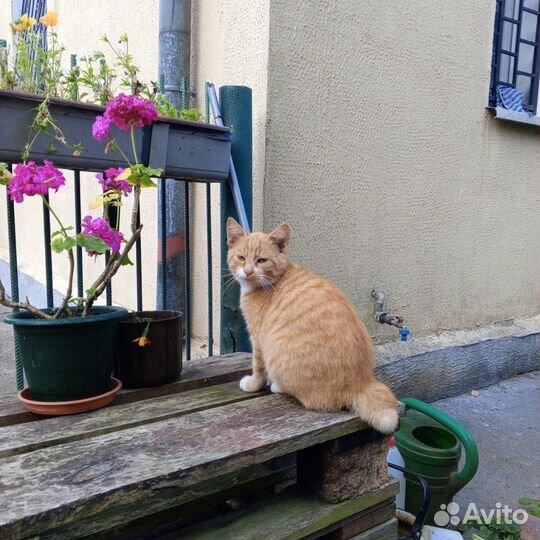 Котята в добрые руки Бобтейл