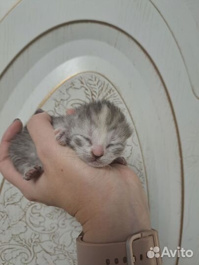 Кошки в добрые руки