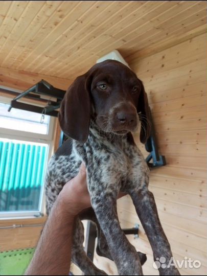 Щенки курцхаара