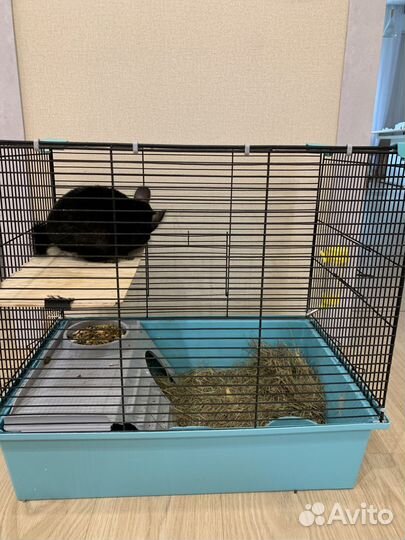 Шиншилла мальчик