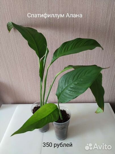 Спатифиллумы Домино и Алана