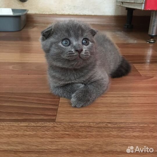 Продам котят