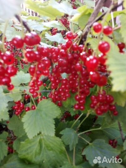 Цветы, ягодные кустарники