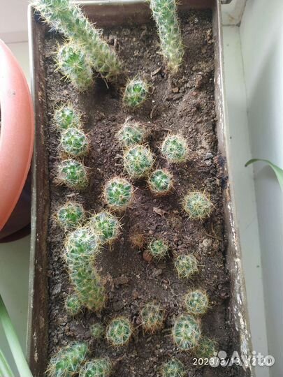 Кактус
