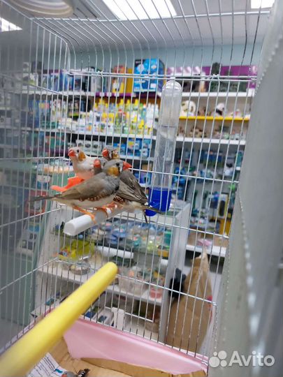 Амадины зебровые