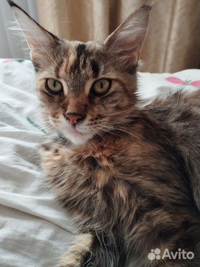 Кошка майкун