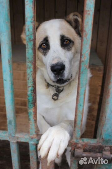 Среднеазиатская овчарка алабай