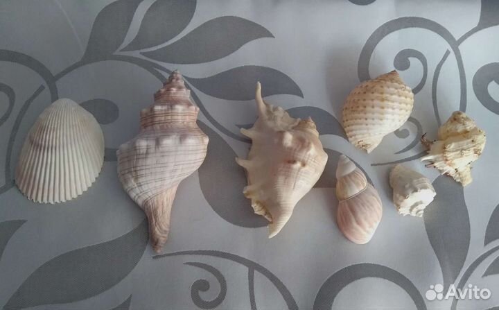 Раковины ракушки