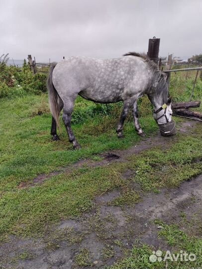 Лошадь кабыла