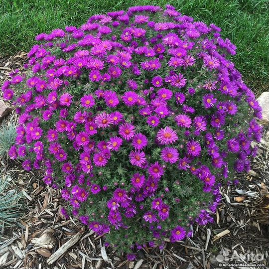 Многолетники