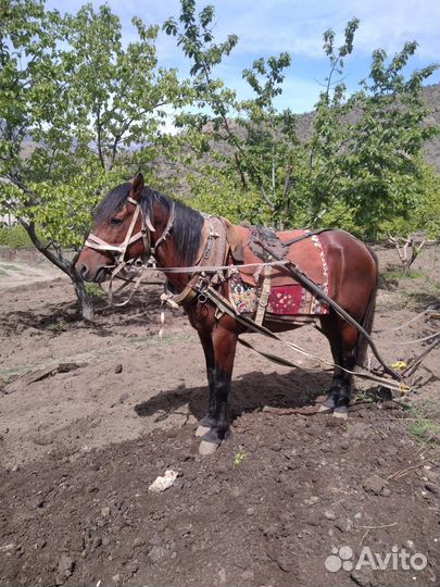 Лошадь пахарь