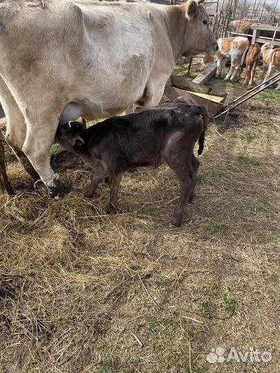 Корова дойная с теленком