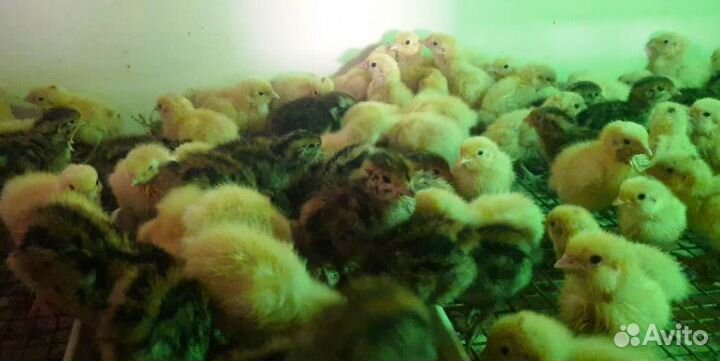 Перепела, инкубационное яйцо