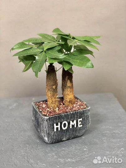 Растение пахира в керамическом горшке