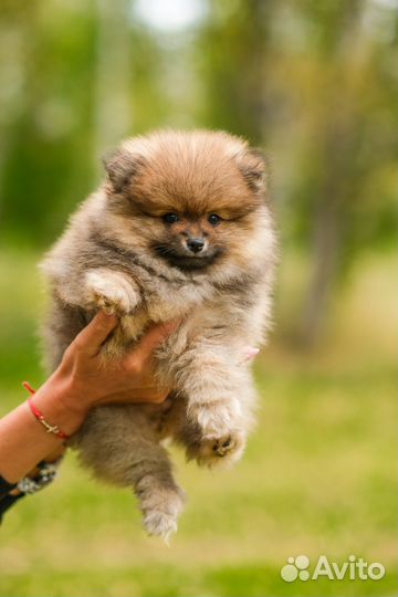 Щенок шпица