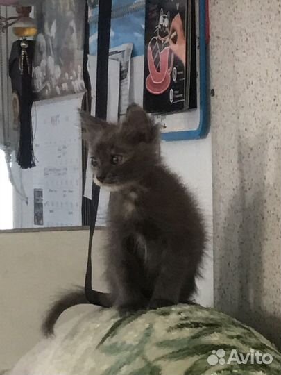 Котята в добрые руки бесплатно