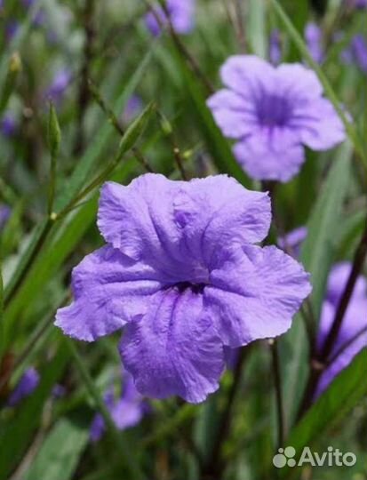 Руэллия формозская