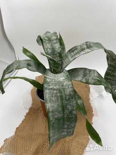 Эхмея Примера