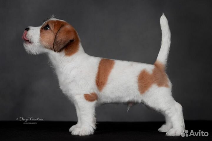 Джек Рассел терьер