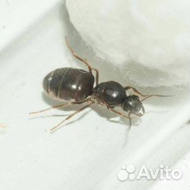 Почему в доме поселяются муравьи?