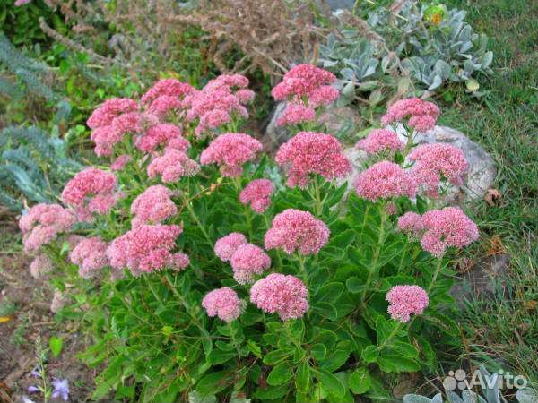 Очиток видный Заячья капуста Седум