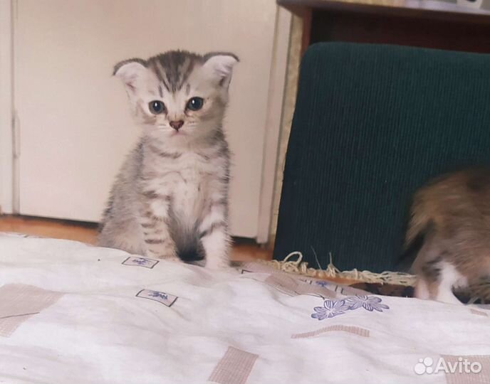 Вислоухие котята