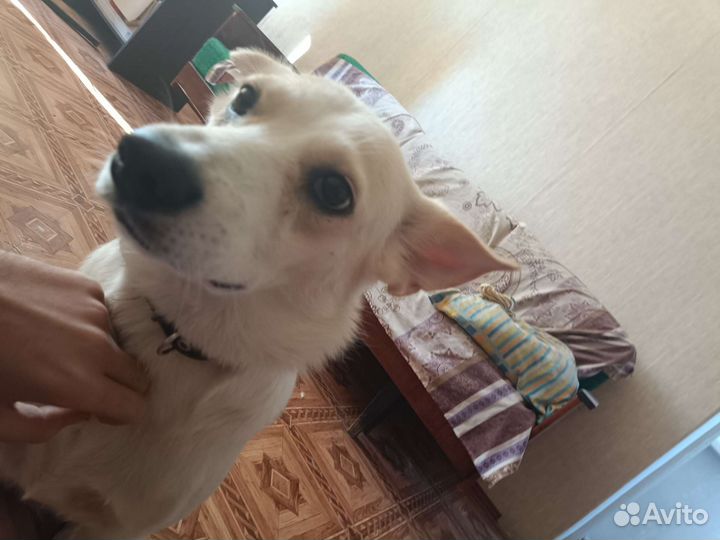 Собака в добрые руки