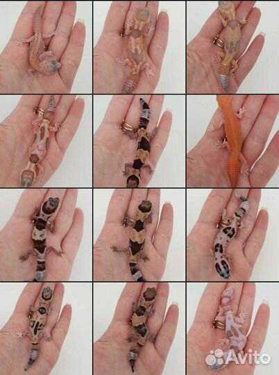 Гемитекониксы, ящерицы, гекконы