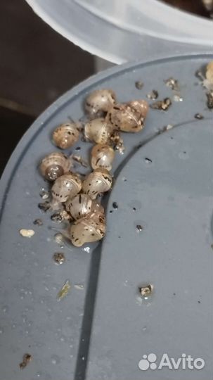 Улитка ахатин