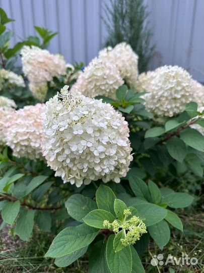 Гортензии метельчатые