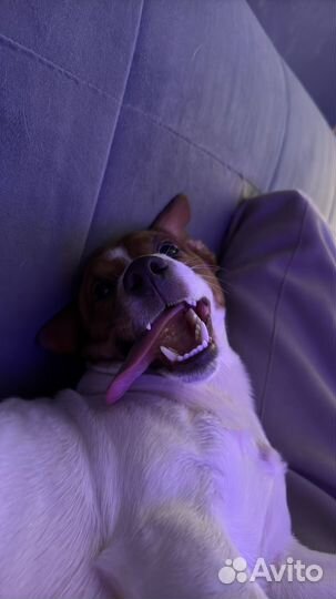 Джек рассел случка