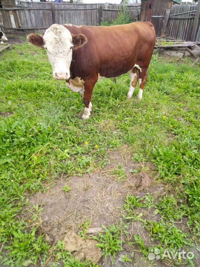 Бык герефорд