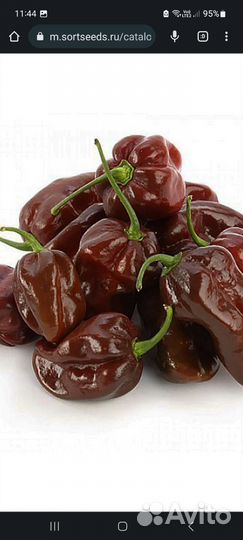 Семена и рассада сверхострых перцев