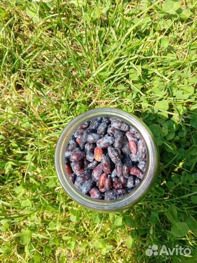 Свежая ягода жимолости