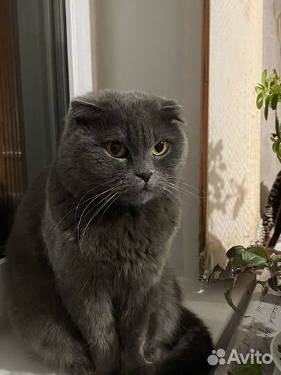 Няня для животных/ выгул собак