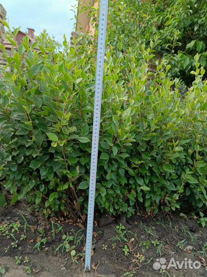 Кизильник блестящий. Живая изгородь