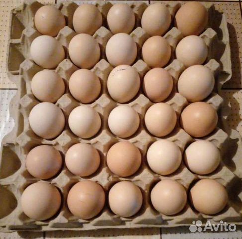 Яйца инкубационные объявление продам