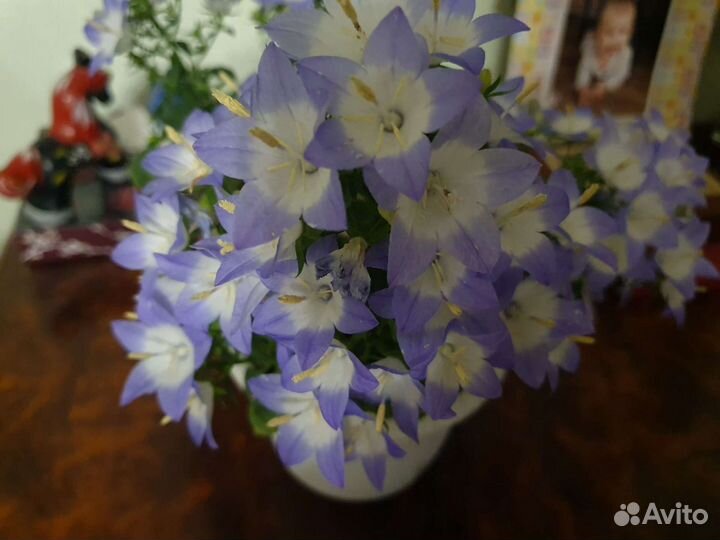 Кампанула Alba (невеста, ретро-сорт)