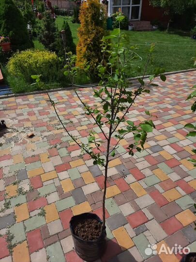 Слива Стенли саженцы