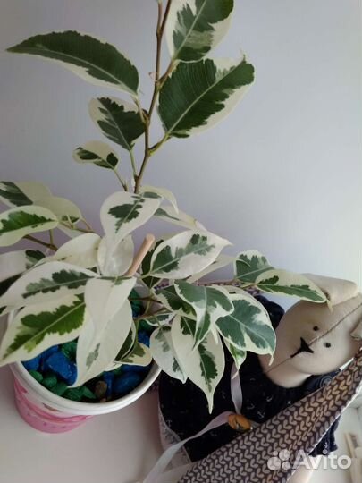 Фикус Бенджамина