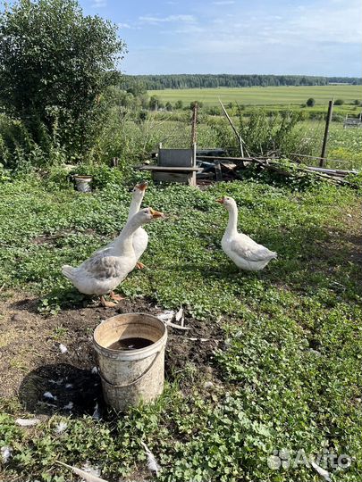 Гусь и две гусыни