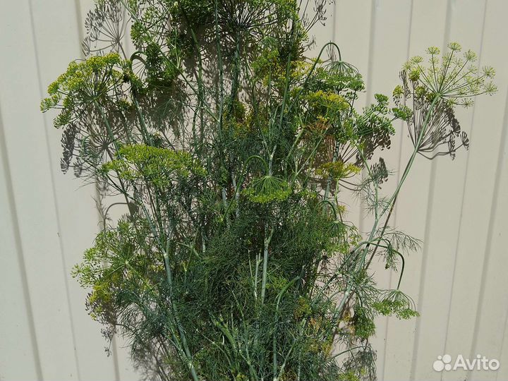 Укроп,петрушка,хрен, свежий,сухой,семена