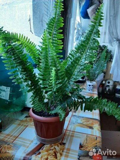 Комнатные растения или цветы