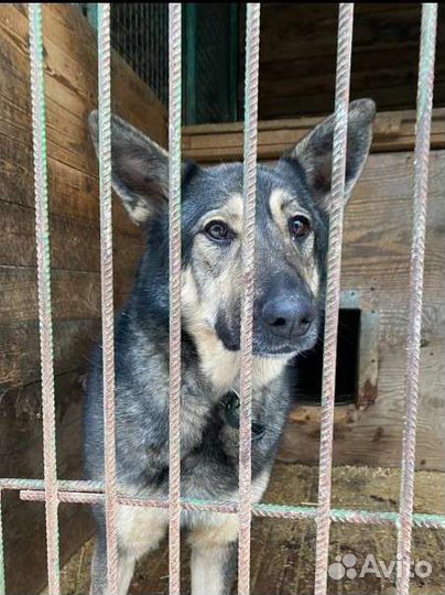 Собака из приюта Добрая