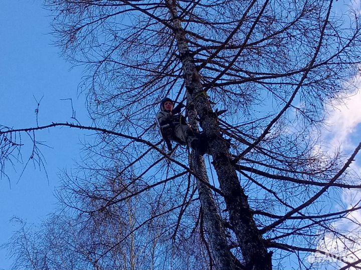 Спил деревьев