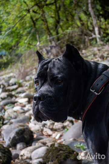 Кане Корсо вязка