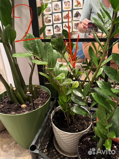 Замиокулькас